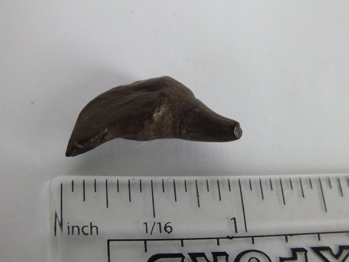 1.0" Rare River Dolphin Tooth (Goniodelphis Hudsoni)