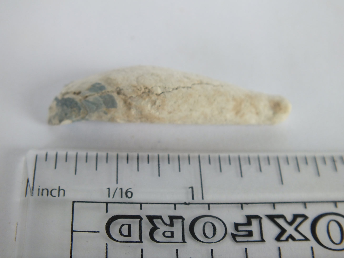 1.5" Rare River Dolphin Tooth (Goniodelphis Hudsoni)